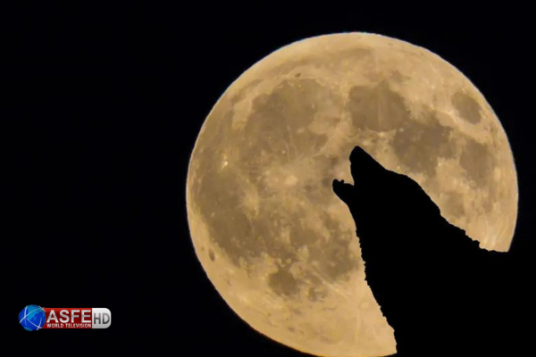  Wolf Moon Tonight: What We Know