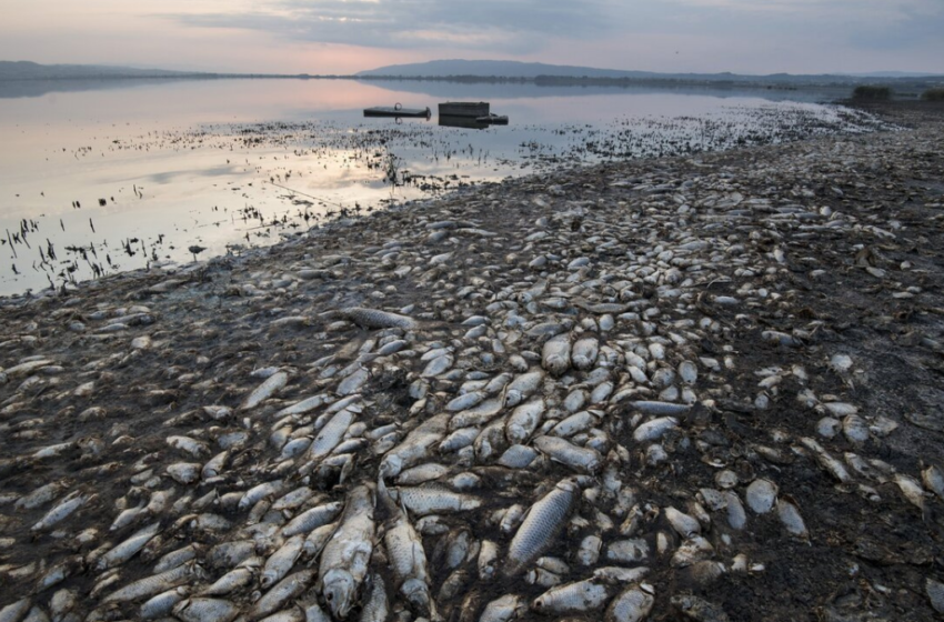  Dead Fish Flood Volos Port in Greece, Sparking Environmental Crisis